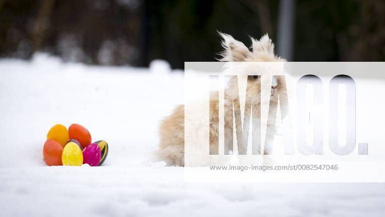 Pekingteddy Rabbit Teddy 4 am 29 March 2018 in the snow Easter in the snow 29 03 18 Scharbeutz Schleswig Holstein Germany