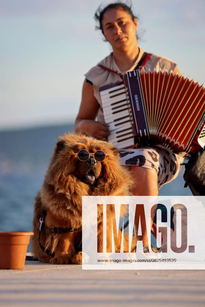 A beautiful Chow Chow dog enjoys the sun A beautiful Chow Chow dog enjoys himself with his owner, soaking up the sun s rays, in Zadar, Croatia on July 12, 2025. ŠimexZelić PIXSELL