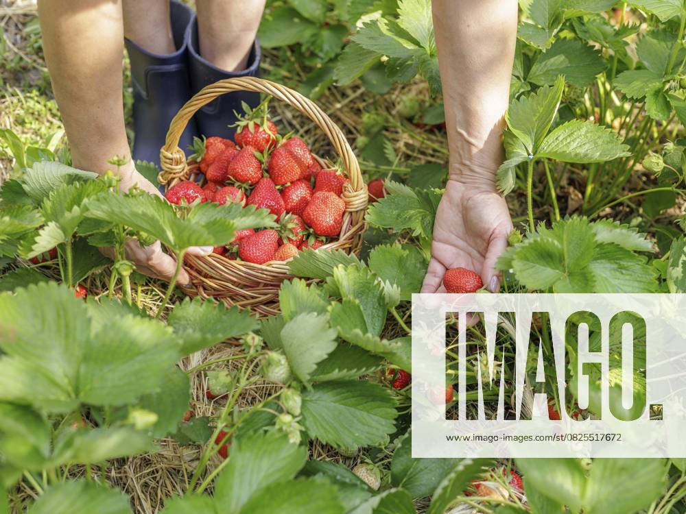 Bäuerin pflückt frische rote reife Erdbeeren auf dem Gartenbeet und legt sie in einen Weidenkorb. Sommerernte von frischen Beeren im Garten Female farmer is picking fresh red ripe strawberries on the garden bed and put them in a wicker basket. Summer harvesting of fresh berries in the garden