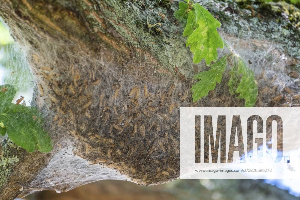 Entfernen von Eichenprozessionsspinner durch heißes Wasser Removal of oak processionary moths with hot water