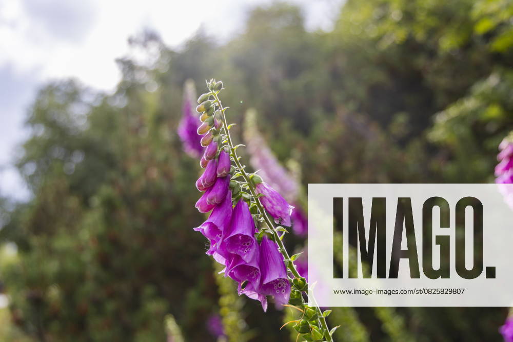 Foxglove at Georgenfelder Hochmoor Foxglove at Georgenfelder Hochmoor Zinnwald Saxony Germany