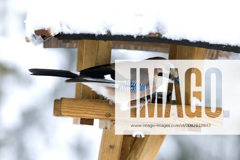 Eichelhaeher (Garrulus glandarius), am Futterhaeuschen im Winter, Deutschland, NRW jay (Garrulus glandarius), at birdhouse in winter, Germany, North Rhine-Westphalia BLWS478825