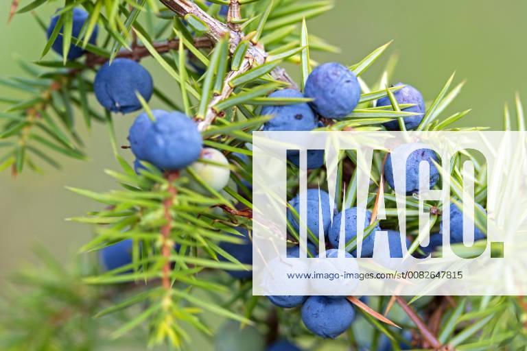 Wacholder-Randwanze, Wacholderrandwanze (Gonocerus juniperi), Nymphe zwischen Wacholderbeeren, Deutschland, Baden-Wuerttemberg Common juniper, Ground juniper (Gonocerus juniperi), larva on a juniper branch between fruits, Germany, Baden-Wuerttemberg BLWS479198