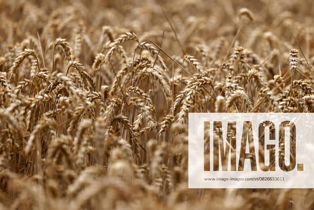 A wheat field near Cologne Grain prices fell on Monday, triggered by the price slump in the USA Russia sets its export tariff for wheat to zero Themed image, symbolic image Cologne, 20 07 2025 NRW Germany