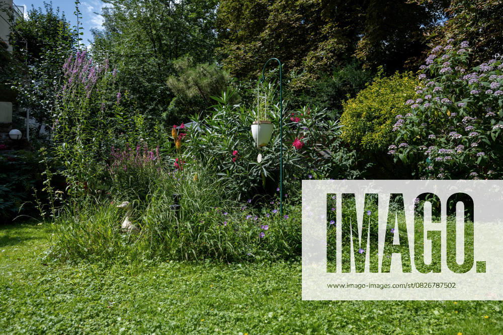 Wildly tended garden In one garden, an island full of plants has been created which produce flowers for insects during the spring and summer The rest of the garden is also designed to be insect-friendly Bonn North Rhine-Westphalia Germany