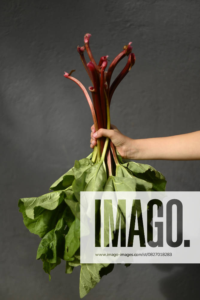 Hand holding freshly harvested rhubarb in a garden outdoors model released, Symbolfoto, Hamburg Hamburg Deutschland Altes Land GISF01210