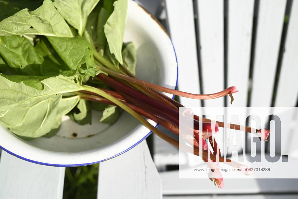 Fresh rhubarb with leaf in enamel bowl outdoors in garden, Hamburg Hamburg Deutschland Altes Land GISF01211