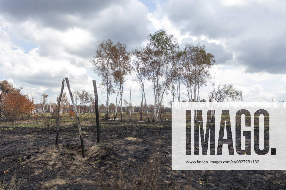 Sachsenforst invites press representatives to Gohrischheide for photo reporting after forest fire