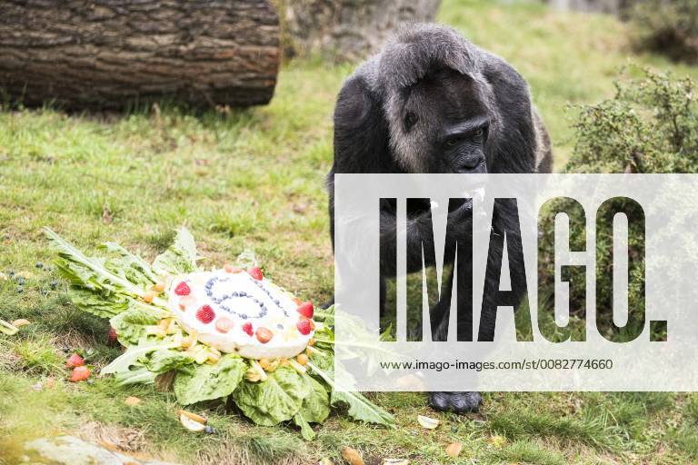 The oldest gorilla in the world Fatou eats the birthday cake for her 61 birthday at the zoo in Berlin on April 13, 2018 The oldest gorilla in the world turns 61 in Berlin