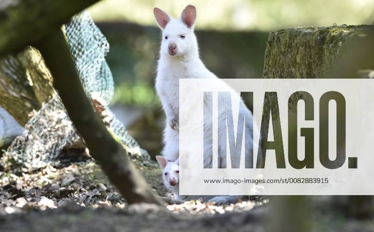Albino Red-necked wallaby (Macropus rufogriseus) with albino cub in pouch is seen in the Zlin-Lesna Zoo, Czech Republic, on April 20, 2018. (CTKxPhoto DaliborxGluck) CTKPhotoP201804200586201 dg005