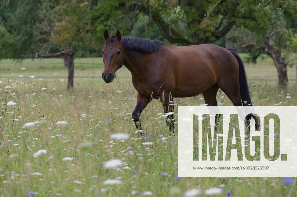 Altwürttemberger Pferd, Pferderasse, Nutztierrasse, Bedrohnt, Seltenheit, Aussterben, Weide, Sommer, Juli, Waldenburg, Naturpark Schwäbisch-Fränkischer Wald, Hohenlohe, Deutschland Old Württemberg horse, horse breed, livestock breed, endangered, rarity, extinction, pasture, summer, July, Waldenburg, Swabian-Franconian Forest nature park Park, Hohenlohe, Germany