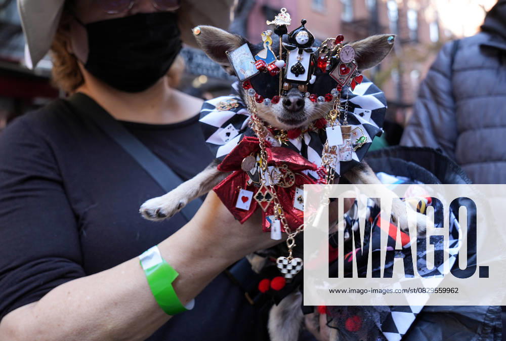Halloween Dog Parade in NYC NEW YORK, UNITED STATES - OCTOBER 19: Dogs with costumes compete in the Halloween Dog Parade at Tompkins Square in New York City, United States on October 19, 2024. New York United States. Editorial use only. Please get in touch for any other usage.