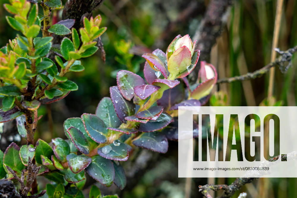 Andean Blueberry leaves, Vaccinium floribundum, in the paramo ecosystem in Cotopaxi National Park in Ecuador. Cotopaxi National Park Pichincha Province Ecuador