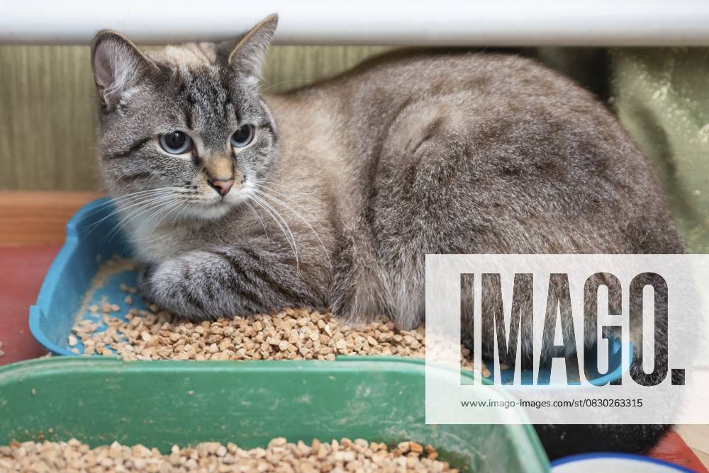 Hauskatze, die auf einem Katzenstreu sitzt und zur Seite schaut Domestic cat sitting on a cat litter and looking to the side