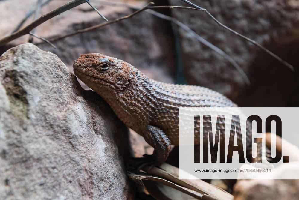 London Zoo unveils the Secret life of Reptiles and Amphibians LONDON, UNITED KINGDOM - MARCH 25: Gidgee spiny-tailed skink is at a preview of the Secret Life of Reptiles and Amphibians experience, opening this Easter at ZSL London Zoo in London, United Kingdom on March 25, 2024. The eight specially designed habitats will showcase 26 rarest and most unique reptiles and amphibians on Earth, from the snake-eating king cobra to mountain chicken frogs saved from the brink of extinction. London, City of Ingiltere. Editorial use only. Please get in touch for any other usage.
