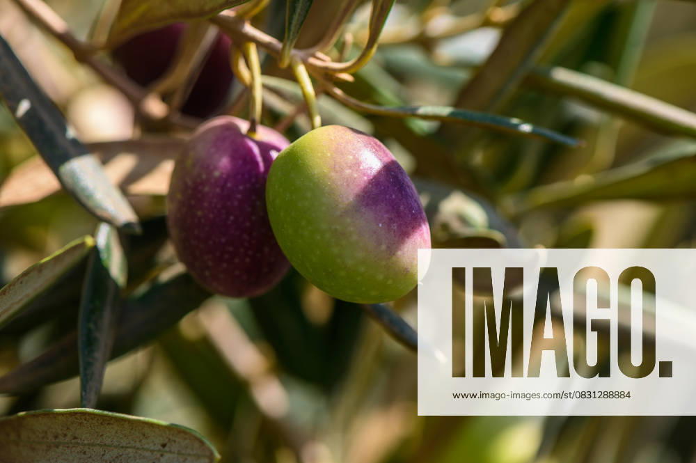 Ripening olives glisten in the warm sunlight on a peaceful Mediterranean grove in late summer In a serene Mediterranean grove, ripe olives sway gently in the sunlight, showcasing their vibrant colors of green and deep purple against lush foliage., 62611688.jpg RECORD DATE NOT STATED