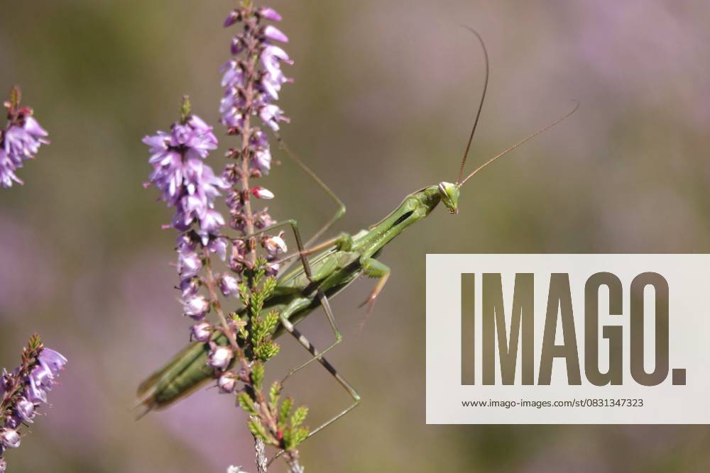 Gottesanbeterin, August, Sachsen, Deutschland Praying mantis, August, Saxony, Germany