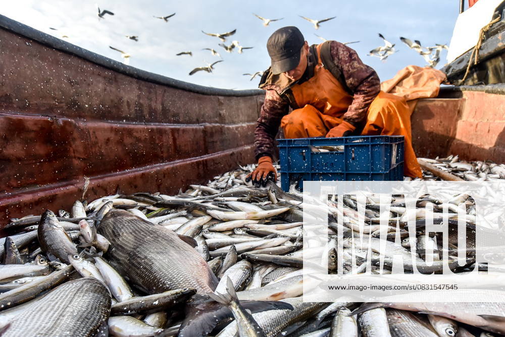 RUSSIA, KRASNOYARSK REGION - AUGUST 26, 2025: Fishing for sardine cisco in the lower Yenisei River near Taimyr in late summer. Denis Kozhevnikov TASS 83418457
