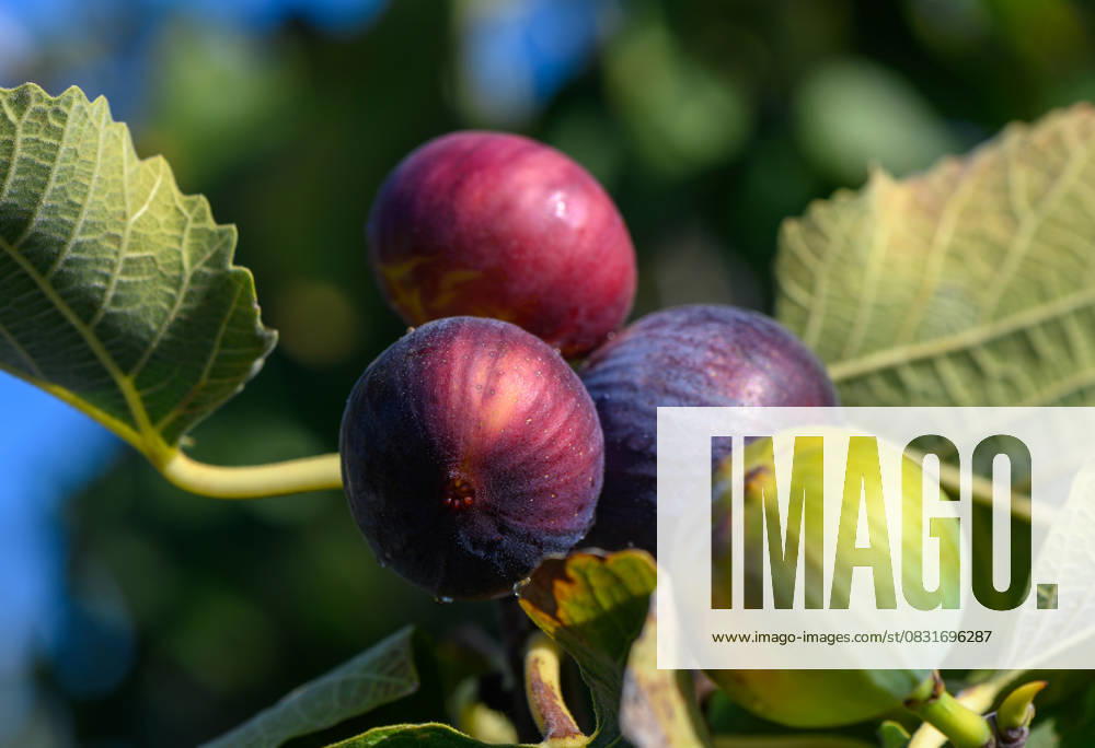 Ripe figs in varying colors resting on lush green leaves under clear blue sky at sunrise in an orchard Lush orchard showcases vibrant figs in shades of purple and green, glistening under the soft morning light., 63110908.jpg RECORD DATE NOT STATED