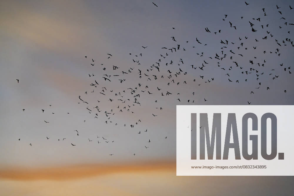 Bats flying out of the cave at sunset to forage for insects at night. Carlsbad Caverns National Park, New Mexico. Carlsbad Carlsbad Caverns National Park New Mexico United States