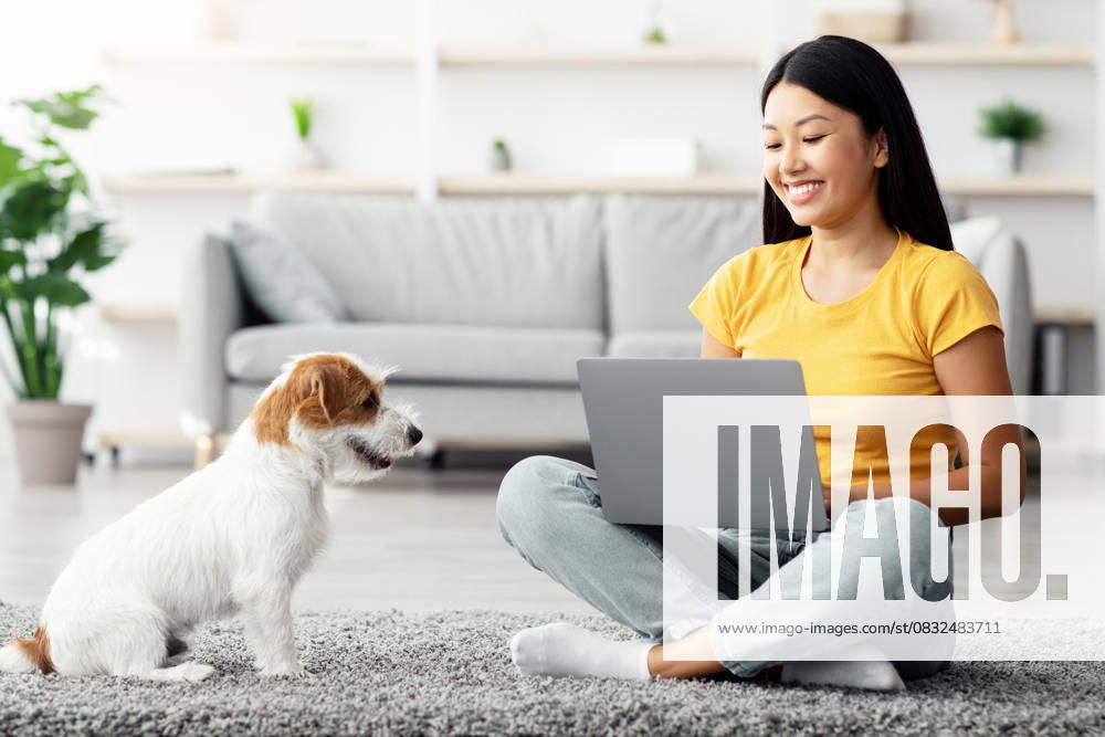 Cheerful asian woman using laptop, playing with dog Cheerful young asian woman in casual outfit sitting on floor in living room, using laptop, playing with her cute little dog jack russel terrier while surfing on Internet at home, copy space, model released, , 94533804.jpg RECORD DATE NOT STATED