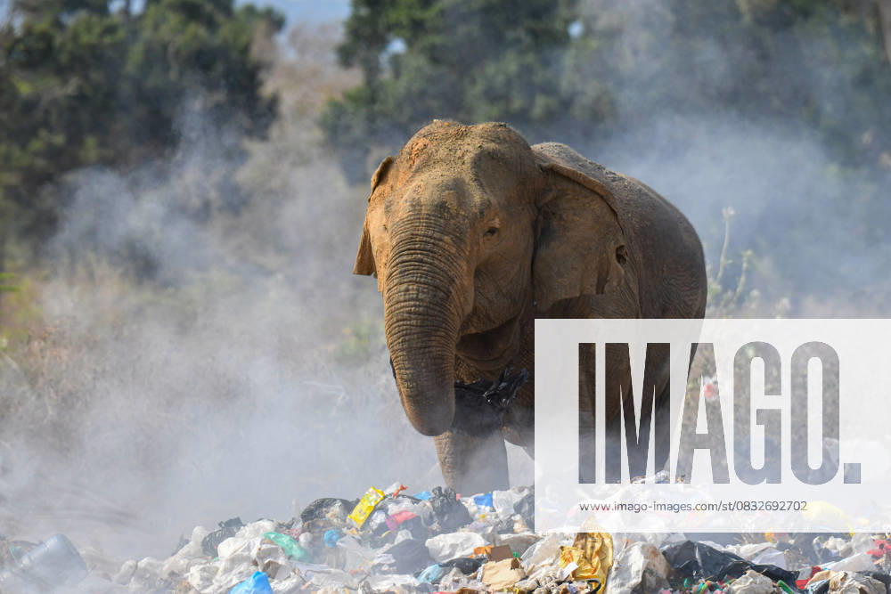 KW36 Sri Lankan Elephants Feed On Garbage Dumps. A wild elephant forages through a garbage dump in Tissamaharama, Sri Lanka, on September 6, 2025, highlighting the growing human-wildlife conflict. Tissamaharama Sri Lanka