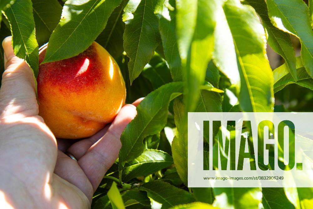 Hand reaching to pick a fresh, ripe peach from the tree Kelowna, British Columbia, Canada R_PESF2509050A-1816841-01