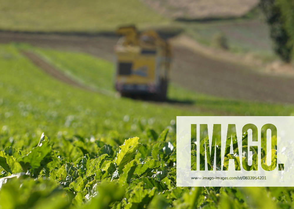 Sugar beet harvesters at work in a field in Hohnstedt near Northeim in Lower Saxony on the Solling Sugar beet harvest 2025 in the Northeim Einbeck area in Lower Saxony on the Solling in full swing