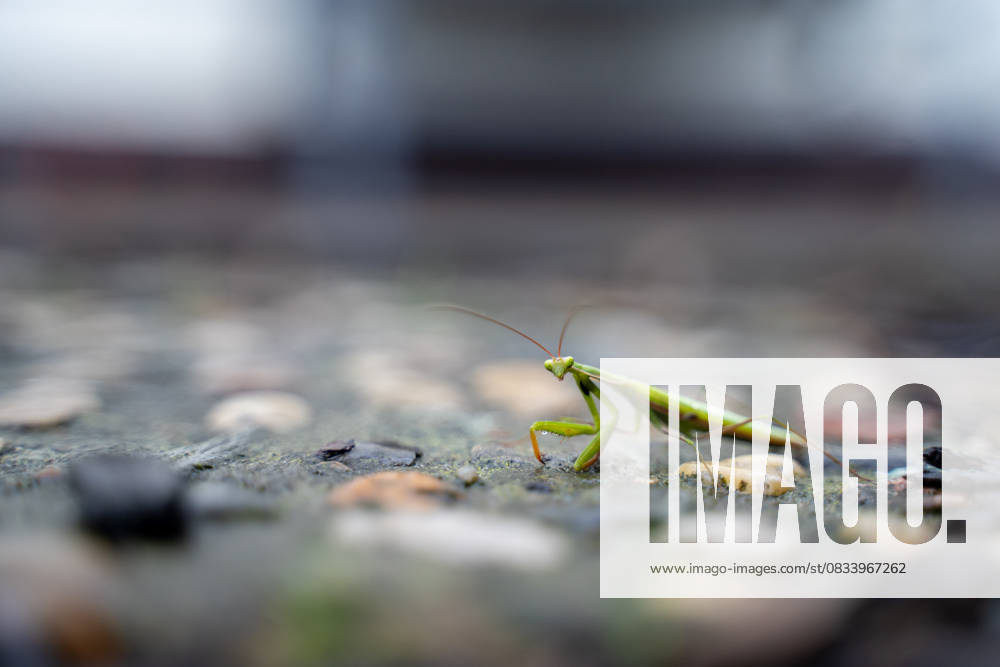 Featured Image A praying mantis Mantis religiosa sits well camouflaged in the garden , 16 09 2025 Featured Image A praying mantis Mantis religiosa sits well camouflaged in the garden , 16 09 2025 A praying mantis Mantis religiosa lurks well camouflaged in the garden in Germany In order to track the spread of this protected s