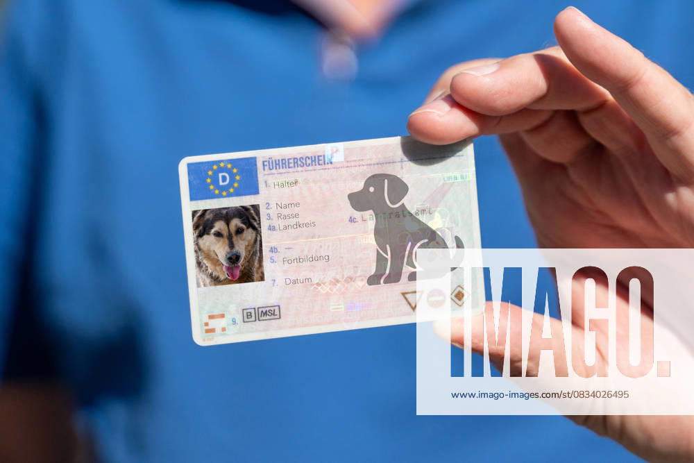 PHOTOMONTAGE, close-up of a man with a dog license. The document is intended to emphasize the responsibility of owners and is part of the discussion about mandatory regulations for dog ownership.
