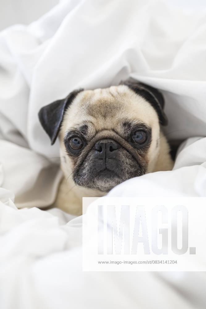 Cozy Pug Wrapped in a Soft White Blanket, Enjoying a Peaceful Moment Model Released SylviePm_ID31489_1070555_001