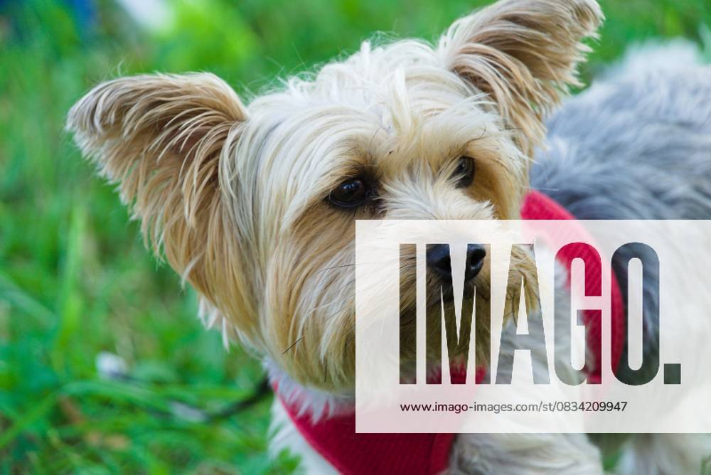 Small dog Yorkshire Terrier looks ingenuous in a Direction Portrait Animal photo 1077406274