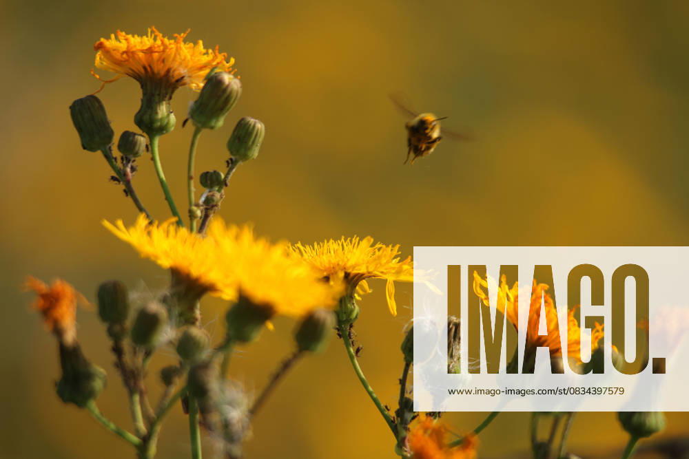 World News - Aug. 12, 2014 Aug. 12, 2014 - Calgary, AB, Canada - A bumblebee takes off from a stand of hawksbeard east of Vulcan, Alta., on Tuesday August 12, 2014. Mike Drew Calgary Sun QMI Agency