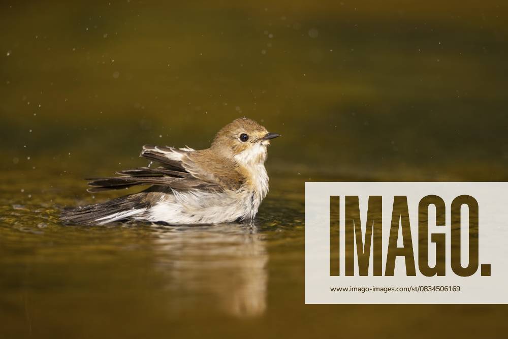 Elsterschnäpper (Ficedula hypoleuca) beim Baden an einem Wasserbecken, Pinos, Solsona, Katalonien, Spanien European Pied Flycatcher (Ficedula hypoleuca) bathing at a water pool, Pinos, Solsona, Catalonia, Spain