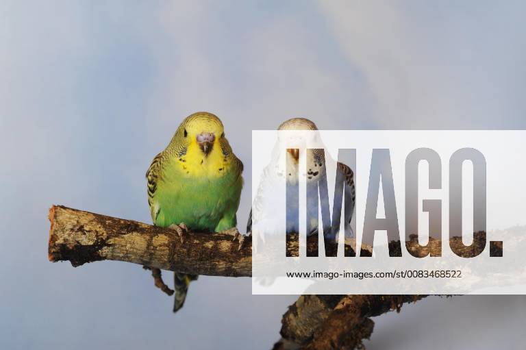 Young budgies green yellow and blue white sitting on branch