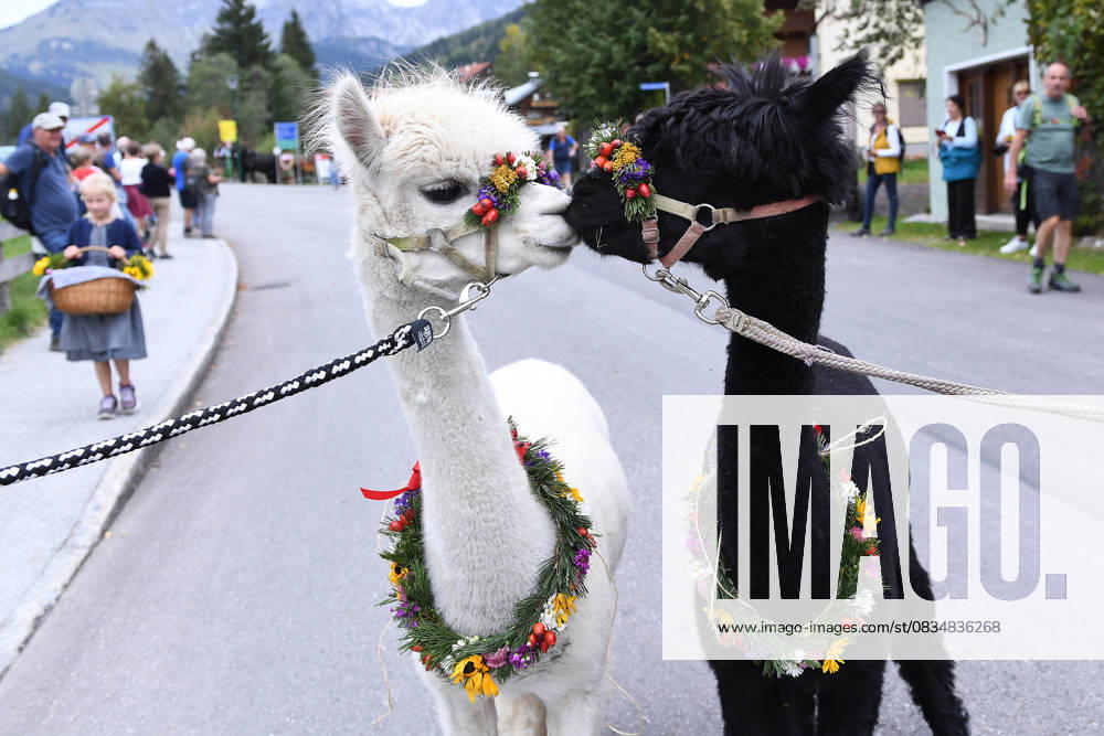 Almabtrieb 2025 on 22 09 2025 Filzmoos The partially decorated animals will be led through the streets of the municipality of Filzmoos by the farmers on 22 09 2025 The animals will spend the winter in the stables of the farms xRx