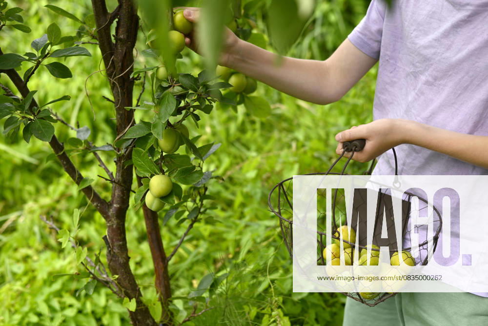 IMAGO Creative, Jahreszeit Sommer, Food, Pflaume Boy picking reneclode plums in autumn garden in Altes Land Hamburg model released, Symbolfoto, Hamburg Hamburg Deutschland Altes Land GISF01231