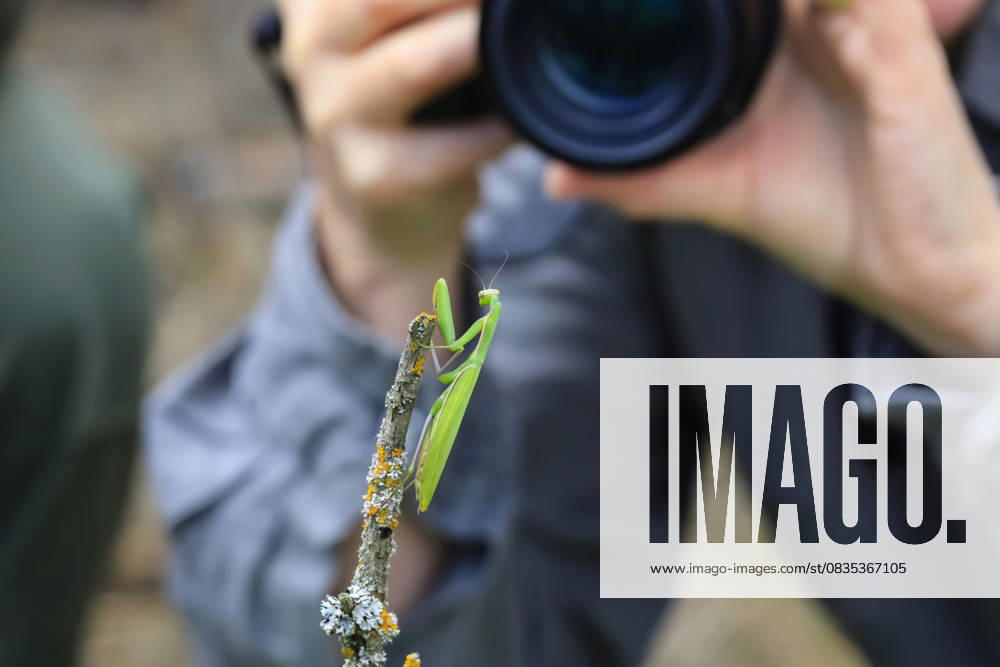 Praying mantis on branch photographed by woman outdoors in Germany model released, Symbolfoto, JTF02599