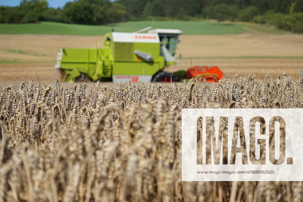In a field in Dassel in the district of Northeim in the federal state of Lower Saxony, a Claas combine harvester drives farmers harvesting grain in the district of Northeim Einbeck