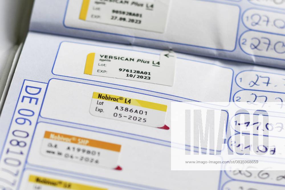 Deutschland August 2025: Hunde Impfpass im Heimtierausweis. Stempel des Impfstoffs Nobivac L4 gegen Leptospirose Germany - August 2025: Dog vaccination record in pet passport. Stamp of Nobivac L4 vaccine against leptospirosis