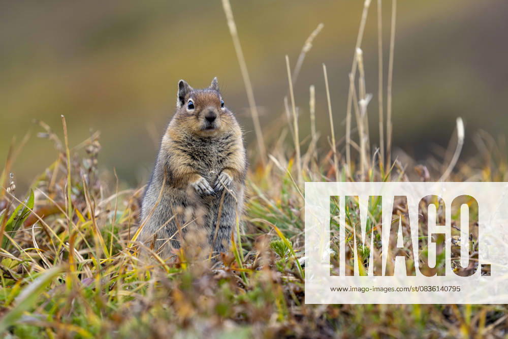 Mount Rainier National Park, Washington, USA: A golden-mantled ground squirrel (Callospermophilus lateralis) in a meadow near Paradise in Mount Rainier National Park on Thu., Oct. 2, 2025. Mount Rainier National Park USA - ZUMAb344 20251002_znp_b344_008