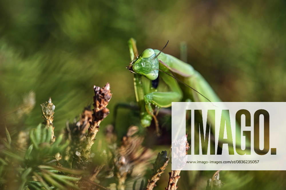 European praying mantis Mantis religiosa European praying mantis Mantis religiosa 20251003MIC0372