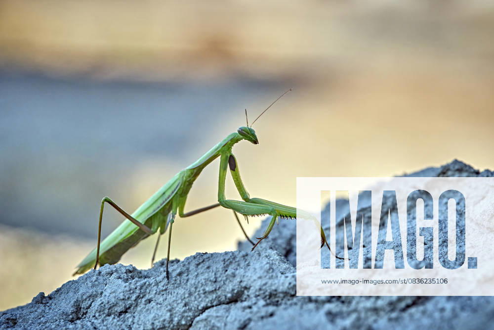 European praying mantis Mantis religiosa European praying mantis Mantis religiosa 20251003MIC0070