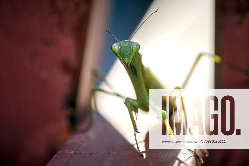 European praying mantis Mantis religiosa European praying mantis Mantis religiosa 20251003MIC0193