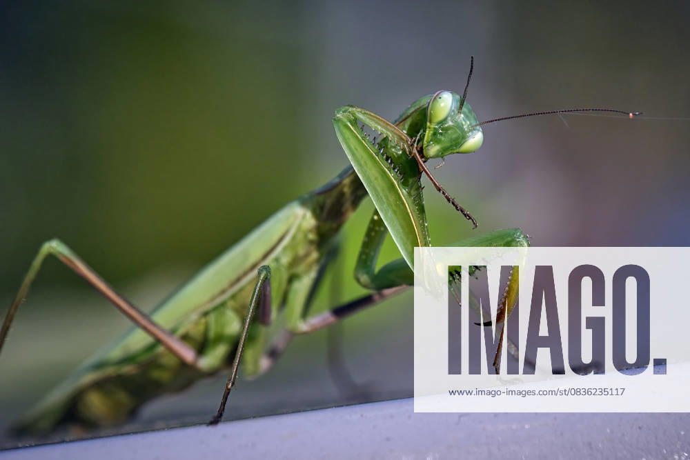 European praying mantis Mantis religiosa European praying mantis Mantis religiosa 20251003MIC0232