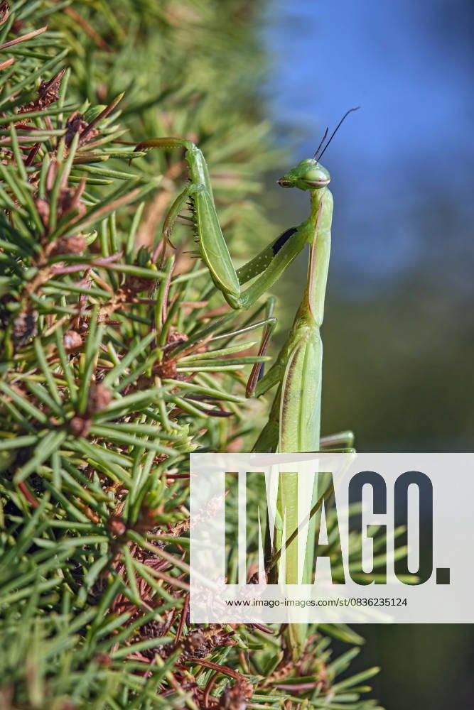 European praying mantis Mantis religiosa European praying mantis Mantis religiosa 20251003MIC0404
