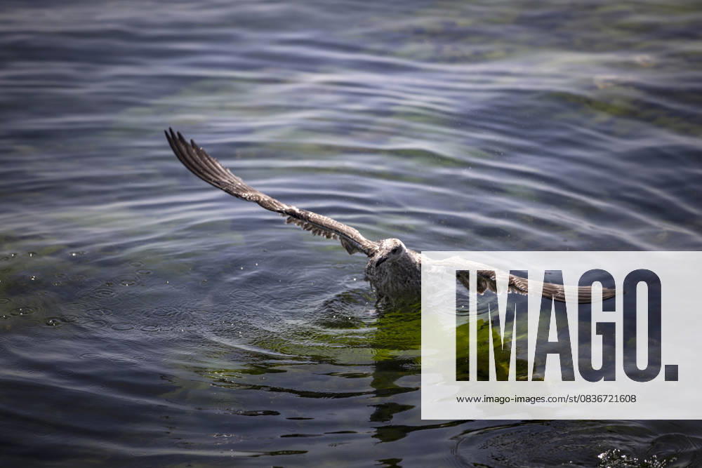 Hot weather in Istanbul ISTANBUL, TURKEY - JULY 29: A seagull is seen in sea on a hot summer day at Caddebostan Coast in Istanbul, Turkey on July 29, 2021. Istanbul Turkey. Editorial use only. Please get in touch for any other usage.