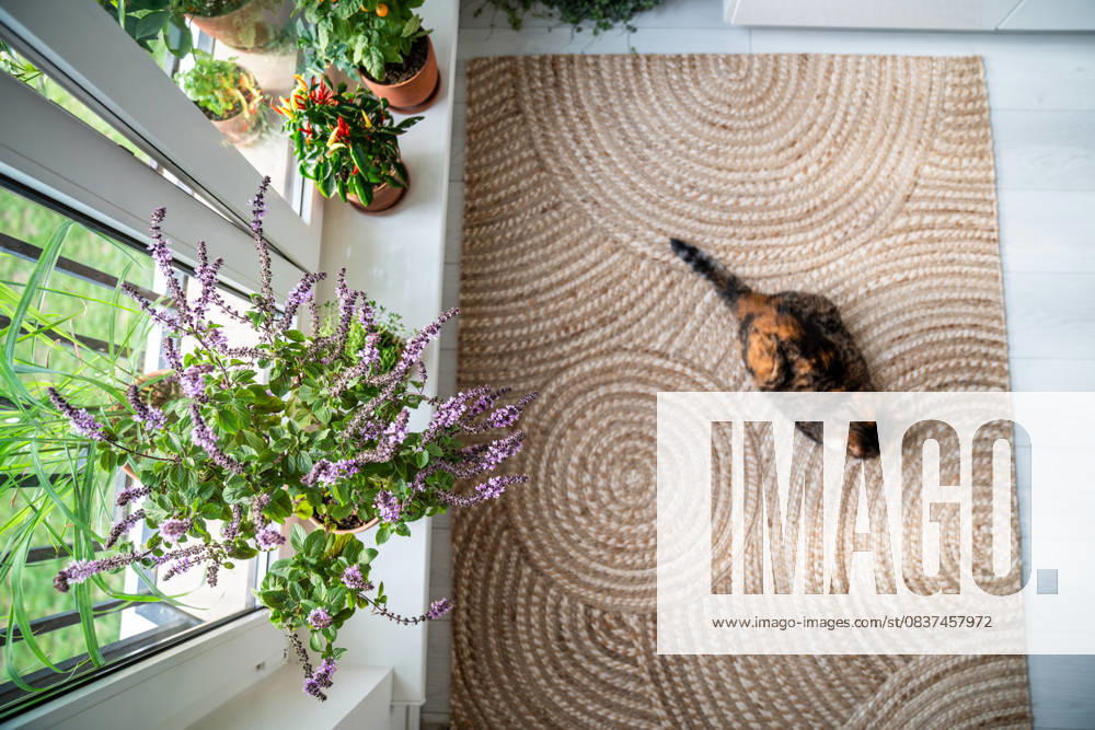 Ruhige, entspannte dreifarbige Katze auf Juteteppich zu Hause liegend, Ansicht von oben. Hauskatze auf dem Boden liegend, umgeben von Topfpflanzen (blühendes Thai-Basilikum, Chili-Paprika) auf der Fensterbank. Das Leben der Haustiere. Calm, relaxed tricolor cat lying on jute rug at home, top view. Domestic calico kitty rest on floor surrounded by potted plants (blooming thai basil, chili peppers) on windowsill. Life of pets. (License=RF)
