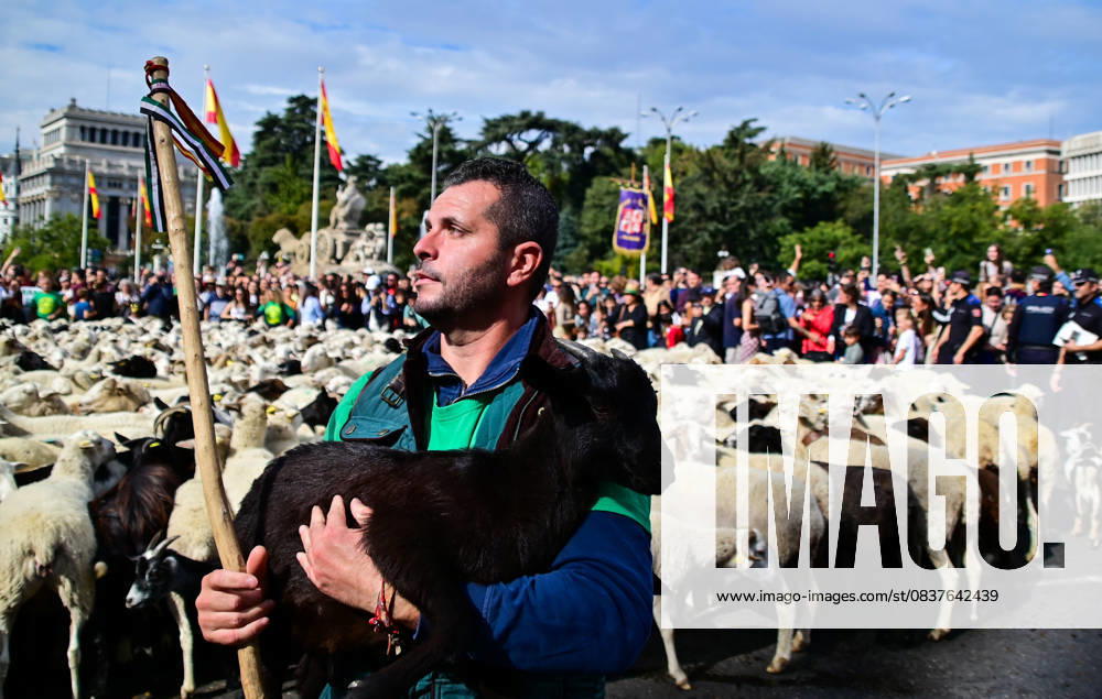 Madrid celebrates the traditional Transhumance Day, when hundreds of sheep and shepherds walk through the historic city center following the ancient droversÃ¢â‚¬â ¢ routes. The event highlights transhumance as both a cultural and environmental heritage, with flocks passing through Puerta del Sol, Plaza de Cibeles, and other emblematic streets, accompanied by shepherds in traditional attire and folk music. Madrid SPAIN - ZUMAz108 20251019_znp_z108_005