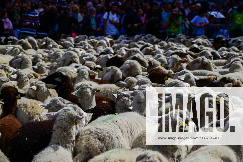Madrid celebrates the traditional Transhumance Day, when hundreds of sheep and shepherds walk through the historic city center following the ancient droversÃ¢â‚¬â ¢ routes. The event highlights transhumance as both a cultural and environmental heritage, with flocks passing through Puerta del Sol, Plaza de Cibeles, and other emblematic streets, accompanied by shepherds in traditional attire and folk music. Madrid SPAIN - ZUMAz108 20251019_znp_z108_006